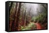 Misty Trail Through the Woods-Vincent James-Framed Stretched Canvas