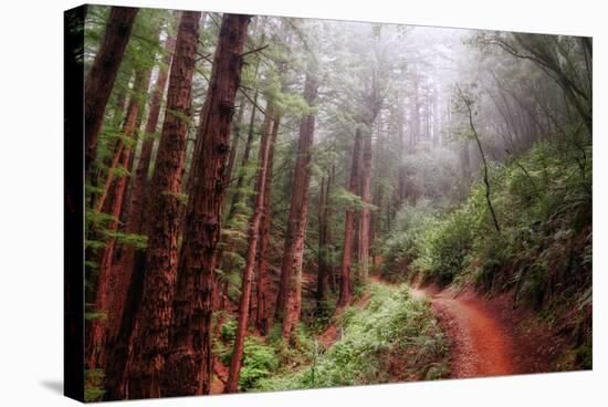 Misty Trail Through the Woods-Vincent James-Stretched Canvas