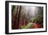 Misty Trail Through the Woods-Vincent James-Framed Photographic Print