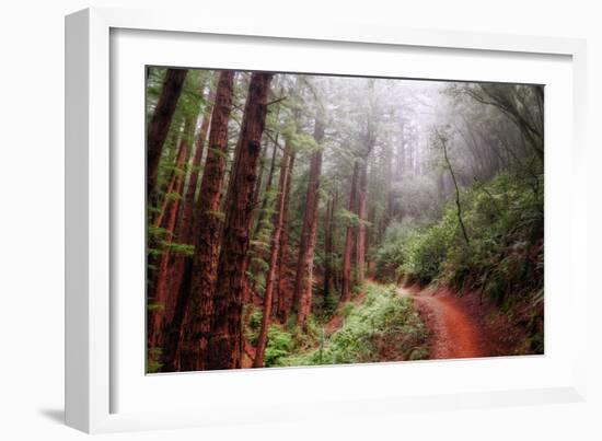 Misty Trail Through the Woods-Vincent James-Framed Photographic Print