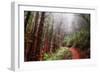 Misty Trail Through the Woods-Vincent James-Framed Photographic Print