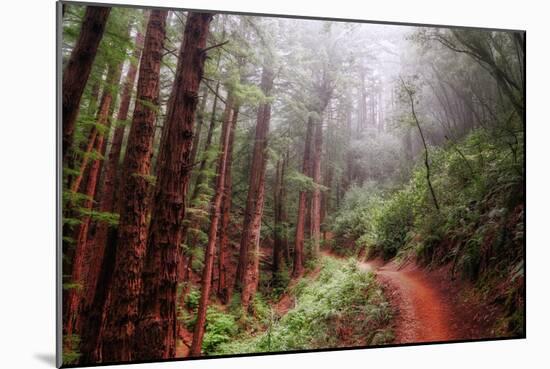 Misty Trail Through the Woods-Vincent James-Mounted Photographic Print