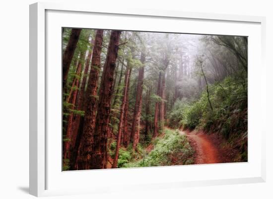 Misty Trail Through the Woods-Vincent James-Framed Photographic Print