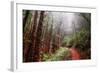 Misty Trail Through the Woods-Vincent James-Framed Photographic Print