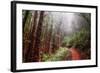 Misty Trail Through the Woods-Vincent James-Framed Photographic Print