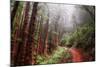 Misty Trail Through the Woods-Vincent James-Mounted Photographic Print