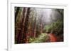 Misty Trail Through the Woods-Vincent James-Framed Photographic Print