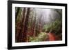 Misty Trail Through the Woods-Vincent James-Framed Photographic Print