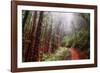 Misty Trail Through the Woods-Vincent James-Framed Photographic Print