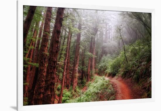 Misty Trail Through the Woods-Vincent James-Framed Photographic Print