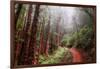 Misty Trail Through the Woods-Vincent James-Framed Photographic Print