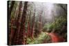 Misty Trail Through the Woods-Vincent James-Stretched Canvas