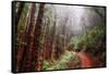 Misty Trail Through the Woods-Vincent James-Framed Stretched Canvas