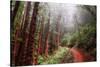 Misty Trail Through the Woods-Vincent James-Stretched Canvas