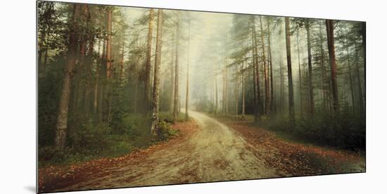 Misty Trail-Andreas Stridsberg-Mounted Giclee Print