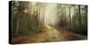 Misty Trail-Andreas Stridsberg-Stretched Canvas
