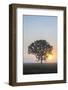 Misty Tree at Sunrise, Broadway, the Cotswolds, Gloucestershire, England, United Kingdom, Europe-Matthew Williams-Ellis-Framed Photographic Print