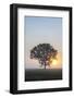 Misty Tree at Sunrise, Broadway, the Cotswolds, Gloucestershire, England, United Kingdom, Europe-Matthew Williams-Ellis-Framed Photographic Print