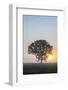 Misty Tree at Sunrise, Broadway, the Cotswolds, Gloucestershire, England, United Kingdom, Europe-Matthew Williams-Ellis-Framed Photographic Print