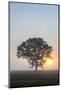 Misty Tree at Sunrise, Broadway, the Cotswolds, Gloucestershire, England, United Kingdom, Europe-Matthew Williams-Ellis-Mounted Photographic Print