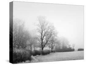 Misty Tree, Lined Field-Stephen Rutherford-Bate-Stretched Canvas