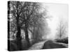 Misty Tree-Lined Road-Stephen Rutherford-Bate-Stretched Canvas