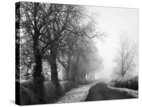 Misty Tree-Lined Road-Stephen Rutherford-Bate-Stretched Canvas