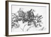 Misty Tree-Lucy Meadows-Framed Giclee Print