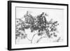 Misty Tree-Lucy Meadows-Framed Giclee Print