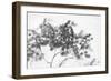 Misty Tree-Lucy Meadows-Framed Giclee Print