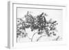 Misty Tree-Lucy Meadows-Framed Giclee Print