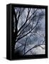 Misty Tree-Tim Nyberg-Framed Stretched Canvas