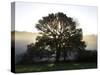 Misty Trees, Exe Valley, Devon, England, United Kingdom, Europe-Jeremy Lightfoot-Stretched Canvas