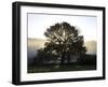 Misty Trees, Exe Valley, Devon, England, United Kingdom, Europe-Jeremy Lightfoot-Framed Photographic Print