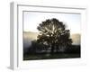 Misty Trees, Exe Valley, Devon, England, United Kingdom, Europe-Jeremy Lightfoot-Framed Photographic Print