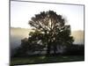 Misty Trees, Exe Valley, Devon, England, United Kingdom, Europe-Jeremy Lightfoot-Mounted Photographic Print