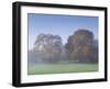 Misty Trees, Exe Valley, Devon, England, United Kingdom, Europe-Jeremy Lightfoot-Framed Photographic Print