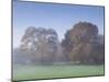 Misty Trees, Exe Valley, Devon, England, United Kingdom, Europe-Jeremy Lightfoot-Mounted Photographic Print