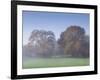 Misty Trees, Exe Valley, Devon, England, United Kingdom, Europe-Jeremy Lightfoot-Framed Photographic Print