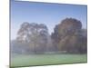 Misty Trees, Exe Valley, Devon, England, United Kingdom, Europe-Jeremy Lightfoot-Mounted Photographic Print