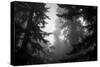 Misty Treetops, Redwood National Park-Vincent James-Stretched Canvas