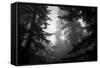 Misty Treetops, Redwood National Park-Vincent James-Framed Stretched Canvas