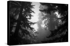 Misty Treetops, Redwood National Park-Vincent James-Stretched Canvas