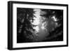 Misty Treetops, Redwood National Park-Vincent James-Framed Photographic Print