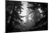 Misty Treetops, Redwood National Park-Vincent James-Mounted Photographic Print