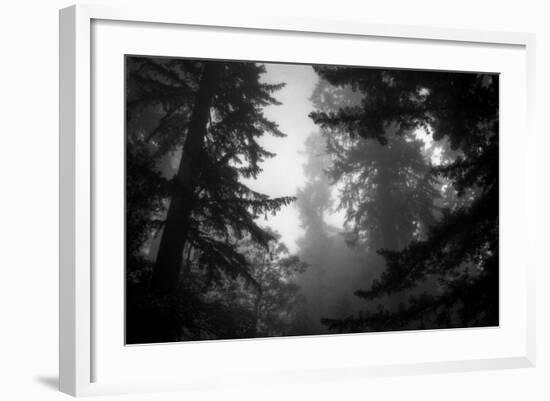 Misty Treetops, Redwood National Park-Vincent James-Framed Photographic Print