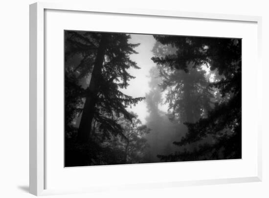 Misty Treetops, Redwood National Park-Vincent James-Framed Photographic Print