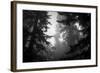 Misty Treetops, Redwood National Park-Vincent James-Framed Photographic Print