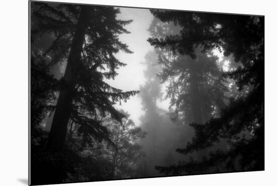 Misty Treetops, Redwood National Park-Vincent James-Mounted Photographic Print