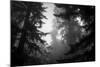 Misty Treetops, Redwood National Park-Vincent James-Mounted Photographic Print